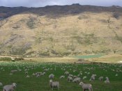 Miljoenen schapen hier...